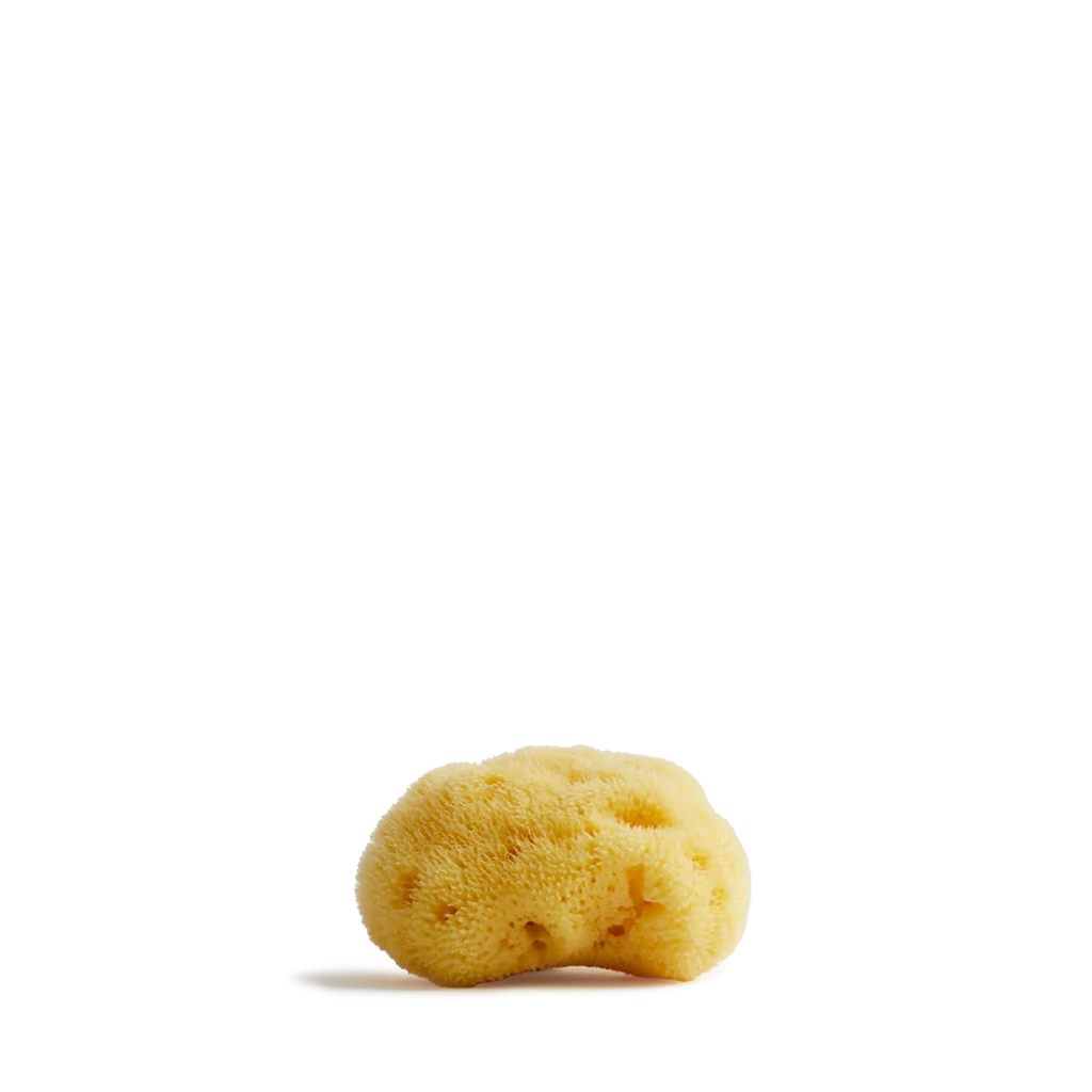 Sea Sponge Small 5-7cm